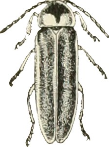 l-bug
